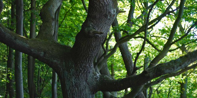 Die Liebe der Pflanzen